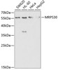 Western blot analysis of extracts of various cell lines, using MRPS30 antibody (19-893) at 1:1000 dilution.<br/>Secondary antibody: HRP Goat Anti-Rabbit IgG (H+L) at 1:10000 dilution.<br/>Lysates/proteins: 25ug per lane.<br/>Blocking buffer: 3% nonfat dry milk in TBST.<br/>Detection: ECL Basic Kit.<br/>Exposure time: 90s.