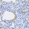 Immunohistochemistry of paraffin-embedded rat lung using MRPS30 Antibody (19-893) at dilution of 1:100 (40x lens) .
