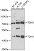 Western blot analysis of extracts of various cell lines, using TGM3 antibody (19-901) at 1:1000 dilution._Secondary antibody: HRP Goat Anti-Rabbit IgG (H+L) at 1:10000 dilution._Lysates/proteins: 25ug per lane._Blocking buffer: 3% nonfat dry milk in TBST._Detection: ECL Enhanced Kit._Exposure time: 50s.