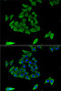 Immunofluorescence analysis of U2OS cells using TGM3 antibody (19-901) . Blue: DAPI for nuclear staining.