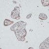 Immunohistochemistry of paraffin-embedded human placenta using TFRC antibody (19-906) at dilution of 1:100 (40x lens) .