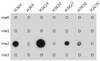 Dot-blot analysis of all sorts of methylation peptides using Pan DiMethyl-lysine antibody (19-907) at 1:1000 dilution.