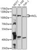 Western blot analysis of extracts of various cell lines, using NCL antibody (19-935) at 1:1000 dilution.<br/>Secondary antibody: HRP Goat Anti-Rabbit IgG (H+L) at 1:10000 dilution.<br/>Lysates/proteins: 25ug per lane.<br/>Blocking buffer: 3% nonfat dry milk in TBST.<br/>Detection: ECL Basic Kit.<br/>Exposure time: 30s.