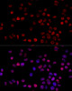 Immunofluorescence analysis of 293T cells using HNRNPH1 Polyclonal Antibody (19-946) at dilution of 1:100 (40x lens) . Blue: DAPI for nuclear staining.