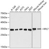 Western blot analysis of extracts of various cell lines, using RPL7 antibody (19-950) at 1:3000 dilution.<br/>Secondary antibody: HRP Goat Anti-Rabbit IgG (H+L) at 1:10000 dilution.<br/>Lysates/proteins: 25ug per lane.<br/>Blocking buffer: 3% nonfat dry milk in TBST.<br/>Detection: ECL Basic Kit.<br/>Exposure time: 60s.