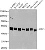 Western blot analysis of extracts of various cell lines, using CELF1 antibody (19-959) at 1:1000 dilution.<br/>Secondary antibody: HRP Goat Anti-Rabbit IgG (H+L) at 1:10000 dilution.<br/>Lysates/proteins: 25ug per lane.<br/>Blocking buffer: 3% nonfat dry milk in TBST.<br/>Detection: ECL Basic Kit.<br/>Exposure time: 60s.