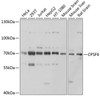 Western blot analysis of extracts of various cell lines, using CPSF6 antibody (19-962) at 1:1000 dilution.<br/>Secondary antibody: HRP Goat Anti-Rabbit IgG (H+L) at 1:10000 dilution.<br/>Lysates/proteins: 25ug per lane.<br/>Blocking buffer: 3% nonfat dry milk in TBST.<br/>Detection: ECL Basic Kit.<br/>Exposure time: 1s.