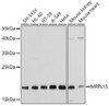 Western blot analysis of extracts of various cell lines, using MRPL13 antibody (19-968) at 1:1000 dilution.<br/>Secondary antibody: HRP Goat Anti-Rabbit IgG (H+L) at 1:10000 dilution.<br/>Lysates/proteins: 25ug per lane.<br/>Blocking buffer: 3% nonfat dry milk in TBST.<br/>Detection: ECL Basic Kit.<br/>Exposure time: 15s.