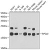 Western blot analysis of extracts of various cell lines, using RPS10 antibody (19-990) at 1:1000 dilution.<br/>Secondary antibody: HRP Goat Anti-Rabbit IgG (H+L) at 1:10000 dilution.<br/>Lysates/proteins: 25ug per lane.<br/>Blocking buffer: 3% nonfat dry milk in TBST.<br/>Detection: ECL Basic Kit.<br/>Exposure time: 10s.