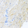 Immunohistochemistry of paraffin-embedded rat heart using ADAM17 antibody (22-001) at dilution of 1:100 (40x lens) .