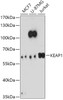 Western blot analysis of extracts of various cell lines, using KEAP1 antibody (22-002) at 1:1000 dilution.<br/>Secondary antibody: HRP Goat Anti-Rabbit IgG (H+L) at 1:10000 dilution.<br/>Lysates/proteins: 25ug per lane.<br/>Blocking buffer: 3% nonfat dry milk in TBST.<br/>Detection: ECL Enhanced Kit.<br/>Exposure time: 5min.