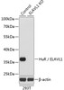 Western blot analysis of extracts from normal (control) and HuR / ELAVL1 knockout (KO) 293T cells, using HuR / ELAVL1 antibody (22-004) at 1:1000 dilution.<br/>Secondary antibody: HRP Goat Anti-Rabbit IgG (H+L) at 1:10000 dilution.<br/>Lysates/proteins: 25ug per lane.<br/>Blocking buffer: 3% nonfat dry milk in TBST.<br/>Detection: ECL Enhanced Kit.<br/>Exposure time: 90s.