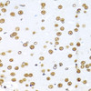 Immunohistochemistry of paraffin-embedded rat brain using KHDRBS1 antibody (22-007) at dilution of 1:100 (40x lens) .