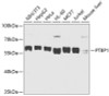 Western blot analysis of extracts of various cell lines, using PTBP1 antibody (22-009) at 1:1000 dilution.<br/>Secondary antibody: HRP Goat Anti-Rabbit IgG (H+L) at 1:10000 dilution.<br/>Lysates/proteins: 25ug per lane.<br/>Blocking buffer: 3% nonfat dry milk in TBST.<br/>Detection: ECL Basic Kit.<br/>Exposure time: 10s.