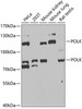 Western blot analysis of extracts of various cell lines, using POLK antibody (22-014) at 1:1000 dilution.<br/>Secondary antibody: HRP Goat Anti-Rabbit IgG (H+L) at 1:10000 dilution.<br/>Lysates/proteins: 25ug per lane.<br/>Blocking buffer: 3% nonfat dry milk in TBST.<br/>Detection: ECL Basic Kit.<br/>Exposure time: 90s.