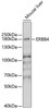 Western blot analysis of extracts of mouse brain, using ERBB4 antibody (22-023) at 1:1000 dilution.<br/>Secondary antibody: HRP Goat Anti-Rabbit IgG (H+L) at 1:10000 dilution.<br/>Lysates/proteins: 25ug per lane.<br/>Blocking buffer: 3% nonfat dry milk in TBST.<br/>Detection: ECL Enhanced Kit.<br/>Exposure time: 10s.