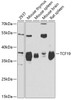 Western blot analysis of extracts of various cell lines, using TCF19 antibody (22-032) at 1:1000 dilution.<br/>Secondary antibody: HRP Goat Anti-Rabbit IgG (H+L) at 1:10000 dilution.<br/>Lysates/proteins: 25ug per lane.<br/>Blocking buffer: 3% nonfat dry milk in TBST.<br/>Detection: ECL Basic Kit.<br/>Exposure time: 30s.