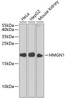 Western blot analysis of extracts of various cell lines, using HMGN1 antibody (22-035) at 1:1000 dilution._Secondary antibody: HRP Goat Anti-Rabbit IgG (H+L) at 1:10000 dilution._Lysates/proteins: 25ug per lane._Blocking buffer: 3% nonfat dry milk in TBST._Detection: ECL Enhanced Kit._Exposure time: 30s.