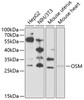 Western blot analysis of extracts of various cell lines, using OSM Antibody (22-037) at 1:1000 dilution.<br/>Secondary antibody: HRP Goat Anti-Rabbit IgG (H+L) at 1:10000 dilution.<br/>Lysates/proteins: 25ug per lane.<br/>Blocking buffer: 3% nonfat dry milk in TBST.<br/>Detection: ECL Enhanced Kit.<br/>Exposure time: 60s.
