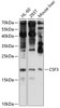 Western blot analysis of extracts of various cell lines, using CSF3 antibody (22-041) at 1:1000 dilution.<br/>Secondary antibody: HRP Goat Anti-Rabbit IgG (H+L) at 1:10000 dilution.<br/>Lysates/proteins: 25ug per lane.<br/>Blocking buffer: 3% nonfat dry milk in TBST.<br/>Detection: ECL Enhanced Kit.<br/>Exposure time: 90s.