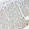 Immunohistochemistry of paraffin-embedded mouse stomach using BGLAP antibody (22-052) at dilution of 1:100 (40x lens) .