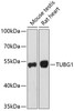 Western blot analysis of extracts of various cell lines, using TUBG1 antibody (22-057) at 1:1000 dilution.<br/>Secondary antibody: HRP Goat Anti-Rabbit IgG (H+L) at 1:10000 dilution.<br/>Lysates/proteins: 25ug per lane.<br/>Blocking buffer: 3% nonfat dry milk in TBST.<br/>Detection: ECL Basic Kit.<br/>Exposure time: 90s.