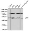 Western blot analysis of extracts of various cell lines, using CBX8 antibody (22-062) at 1:1000 dilution.<br/>Secondary antibody: HRP Goat Anti-Rabbit IgG (H+L) at 1:10000 dilution.<br/>Lysates/proteins: 25ug per lane.<br/>Blocking buffer: 3% nonfat dry milk in TBST.<br/>Detection: ECL Basic Kit.<br/>Exposure time: 60s.