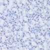 Immunohistochemistry of paraffin-embedded rat pancreas using CBX8 Antibody (22-062) at dilution of 1:100 (40x lens) .