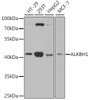Western blot analysis of extracts of various cell lines, using ALKBH1 antibody (22-075) at 1:1000 dilution.<br/>Secondary antibody: HRP Goat Anti-Rabbit IgG (H+L) at 1:10000 dilution.<br/>Lysates/proteins: 25ug per lane.<br/>Blocking buffer: 3% nonfat dry milk in TBST.<br/>Detection: ECL Enhanced Kit.<br/>Exposure time: 30s.