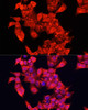 Immunofluorescence analysis of HeLa cells using AOC1 Polyclonal Antibody (22-082) at dilution of 1:100 (40x lens) . Blue: DAPI for nuclear staining.