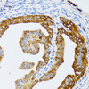 Immunohistochemistry of paraffin-embedded rat fallopian tube using CHAF1B antibody (22-090) at dilution of 1:100 (40x lens) .