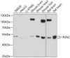 Western blot analysis of extracts of various cell lines, using PLIN2 antibody (22-096) at 1:1000 dilution.<br/>Secondary antibody: HRP Goat Anti-Rabbit IgG (H+L) at 1:10000 dilution.<br/>Lysates/proteins: 25ug per lane.<br/>Blocking buffer: 3% nonfat dry milk in TBST.<br/>Detection: ECL Basic Kit.<br/>Exposure time: 10s.
