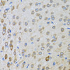 Immunohistochemistry of paraffin-embedded rat brain using BTD antibody (22-100) at dilution of 1:100 (40x lens) .
