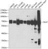 Western blot analysis of extracts of various cell lines, using DLAT antibody (22-102) at 1:1000 dilution.<br/>Secondary antibody: HRP Goat Anti-Rabbit IgG (H+L) at 1:10000 dilution.<br/>Lysates/proteins: 25ug per lane.<br/>Blocking buffer: 3% nonfat dry milk in TBST.<br/>Detection: ECL Basic Kit.<br/>Exposure time: 1s.