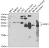 Western blot analysis of extracts of various cell lines, using CFDP1 antibody (22-129) at 1:1000 dilution.<br/>Secondary antibody: HRP Goat Anti-Rabbit IgG (H+L) at 1:10000 dilution.<br/>Lysates/proteins: 25ug per lane.<br/>Blocking buffer: 3% nonfat dry milk in TBST.<br/>Detection: ECL Enhanced Kit.<br/>Exposure time: 90s.