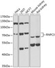 Western blot analysis of extracts of various cell lines, using RNPC3 antibody (22-136) at 1:1000 dilution._Secondary antibody: HRP Goat Anti-Rabbit IgG (H+L) at 1:10000 dilution._Lysates/proteins: 25ug per lane._Blocking buffer: 3% nonfat dry milk in TBST._Detection: ECL Enhanced Kit._Exposure time: 60s.