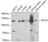Western blot analysis of extracts of various cell lines, using INTS4 antibody (22-141) at 1:1000 dilution.<br/>Secondary antibody: HRP Goat Anti-Rabbit IgG (H+L) at 1:10000 dilution.<br/>Lysates/proteins: 25ug per lane.<br/>Blocking buffer: 3% nonfat dry milk in TBST.<br/>Detection: ECL Enhanced Kit.<br/>Exposure time: 90s.
