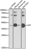 Western blot analysis of extracts of various cell lines, using SYP antibody (22-143) at 1:1000 dilution.<br/>Secondary antibody: HRP Goat Anti-Rabbit IgG (H+L) at 1:10000 dilution.<br/>Lysates/proteins: 25ug per lane.<br/>Blocking buffer: 3% nonfat dry milk in TBST.<br/>Detection: ECL Basic Kit.<br/>Exposure time: 20s.