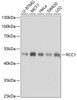 Western blot analysis of extracts of various cell lines, using RCC1 antibody (22-147) at 1:1000 dilution.<br/>Secondary antibody: HRP Goat Anti-Rabbit IgG (H+L) at 1:10000 dilution.<br/>Lysates/proteins: 25ug per lane.<br/>Blocking buffer: 3% nonfat dry milk in TBST.<br/>Detection: ECL Basic Kit.<br/>Exposure time: 5s.