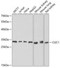 Western blot analysis of extracts of various cell lines, using CLIC1 antibody (22-159) at 1:1000 dilution._Secondary antibody: HRP Goat Anti-Rabbit IgG (H+L) at 1:10000 dilution._Lysates/proteins: 25ug per lane._Blocking buffer: 3% nonfat dry milk in TBST._Detection: ECL Enhanced Kit._Exposure time: 30s.