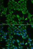 Immunofluorescence analysis of HeLa cells using CLPS antibody (22-160) . Blue: DAPI for nuclear staining.