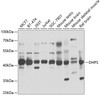Western blot analysis of extracts of various cell lines, using DHPS antibody (22-163) at 1:1000 dilution.<br/>Secondary antibody: HRP Goat Anti-Rabbit IgG (H+L) at 1:10000 dilution.<br/>Lysates/proteins: 25ug per lane.<br/>Blocking buffer: 3% nonfat dry milk in TBST.<br/>Detection: ECL Enhanced Kit.<br/>Exposure time: 5s.