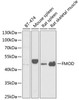 Western blot analysis of extracts of various cell lines, using FMOD antibody (22-171) at 1:1000 dilution.<br/>Secondary antibody: HRP Goat Anti-Rabbit IgG (H+L) at 1:10000 dilution.<br/>Lysates/proteins: 25ug per lane.<br/>Blocking buffer: 3% nonfat dry milk in TBST.<br/>Detection: ECL Basic Kit.<br/>Exposure time: 90s.