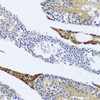 Immunohistochemistry of paraffin-embedded rat testis using FMOD antibody (22-171) at dilution of 1:100 (20x lens) .