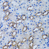Immunohistochemistry of paraffin-embedded rat kidney using IMPA1 antibody (22-174) at dilution of 1:100 (40x lens) .