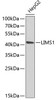 Western blot analysis of extracts of HepG2 cells, using LIMS1 antibody (22-176) at 1:1000 dilution.<br/>Secondary antibody: HRP Goat Anti-Rabbit IgG (H+L) at 1:10000 dilution.<br/>Lysates/proteins: 25ug per lane.<br/>Blocking buffer: 3% nonfat dry milk in TBST.<br/>Detection: ECL Enhanced Kit.<br/>Exposure time: 90s.