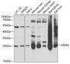 Western blot analysis of extracts of various cell lines, using MSRA antibody (22-180) at 1:1000 dilution.<br/>Secondary antibody: HRP Goat Anti-Rabbit IgG (H+L) at 1:10000 dilution.<br/>Lysates/proteins: 25ug per lane.<br/>Blocking buffer: 3% nonfat dry milk in TBST.<br/>Detection: ECL Basic Kit.<br/>Exposure time: 30s.