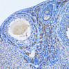 Immunohistochemistry of paraffin-embedded rat ovary using OGDH antibody (22-181) at dilution of 1:100 (20x lens) .