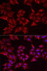 Immunofluorescence analysis of MCF7 cells using PCBD1 antibody (22-182) . Blue: DAPI for nuclear staining.