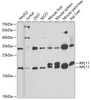 Western blot analysis of extracts of various cell lines, using RPL11 antibody (22-197) at 1:1000 dilution.<br/>Secondary antibody: HRP Goat Anti-Rabbit IgG (H+L) at 1:10000 dilution.<br/>Lysates/proteins: 25ug per lane.<br/>Blocking buffer: 3% nonfat dry milk in TBST.<br/>Detection: ECL Basic Kit.<br/>Exposure time: 90s.